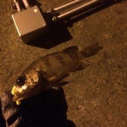 フロートリグ メバリング