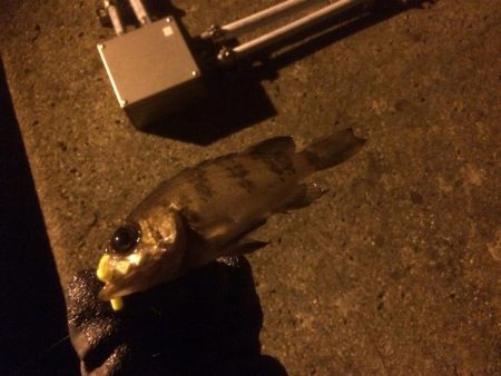 フロートリグ メバリング