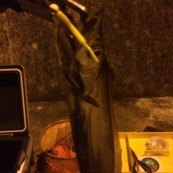 タチウオ&メバル