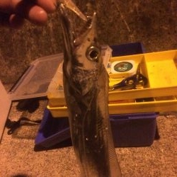 メバリング&タチウオ