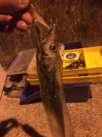 メバリング&タチウオ