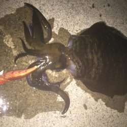 人生初アオリ！