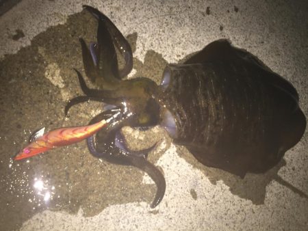 人生初アオリ！