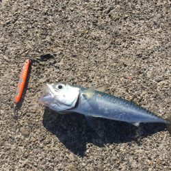 まさかの入れ食い！