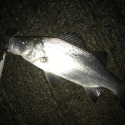 夜練ヒラセイギング