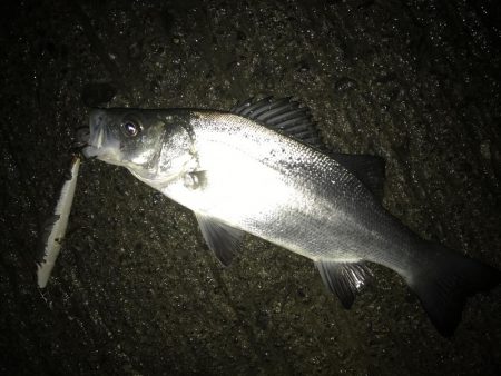 夜練ヒラセイギング