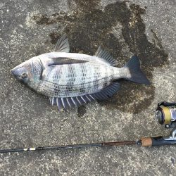 ２月に古座川でチヌがなぜ釣れるのでしょうか？