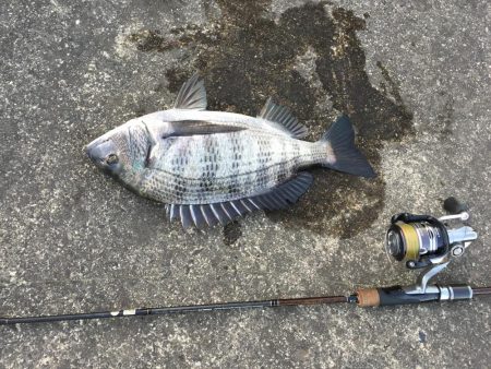 ２月に古座川でチヌがなぜ釣れるのでしょうか？