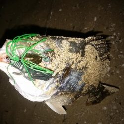 今年お初のチニング