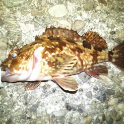 何を投げても…