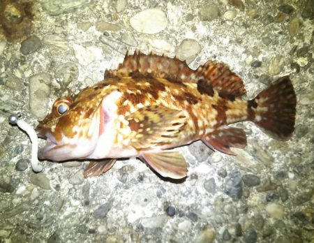 何を投げても…