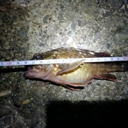 ヘチ釣りinかもめ大橋（2月の無風だが極寒の釣り）