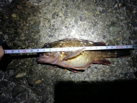 ヘチ釣りinかもめ大橋（2月の無風だが極寒の釣り）