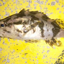 ちびっ子たちと