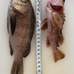 初ブルーバック☆