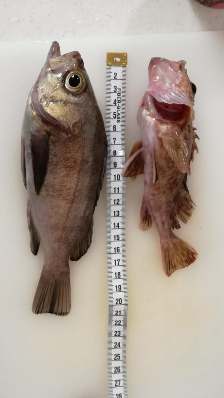 初ブルーバック☆