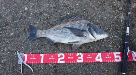 デイチニングで年無し