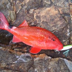 尺まで5mm足らず