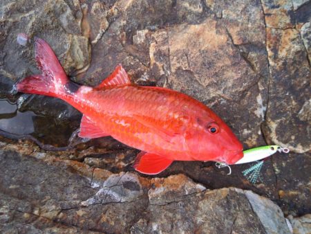 尺まで5mm足らず