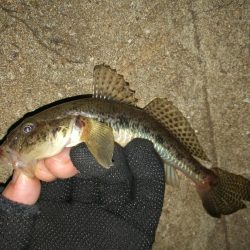 カモメ大橋でのヘチ釣り と カモメ大橋釣り場のご報告(2/15~3/3釣り場閉鎖らしい。)
