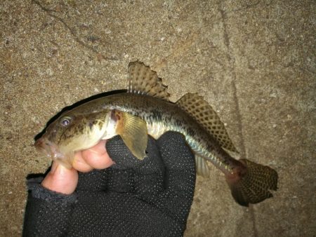カモメ大橋でのヘチ釣り と カモメ大橋釣り…