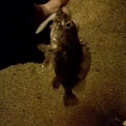 メバル上昇中!?