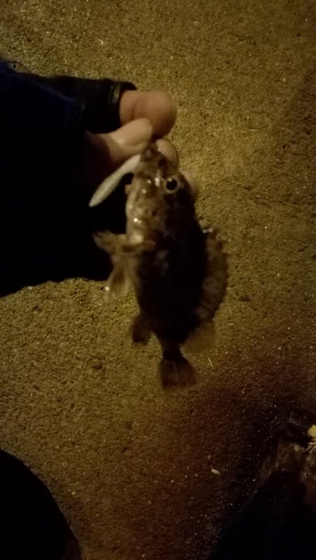 メバル上昇中!?