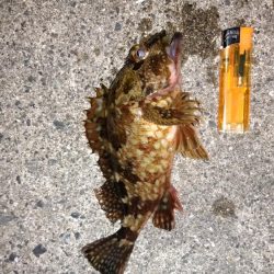 メバルを求めて