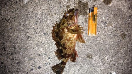 メバルを求めて