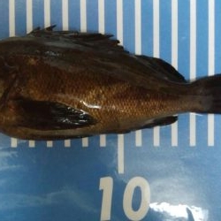 穴釣りとメバリング