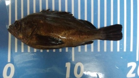 穴釣りとメバリング