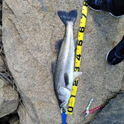 デイゲームで75ｃｍ