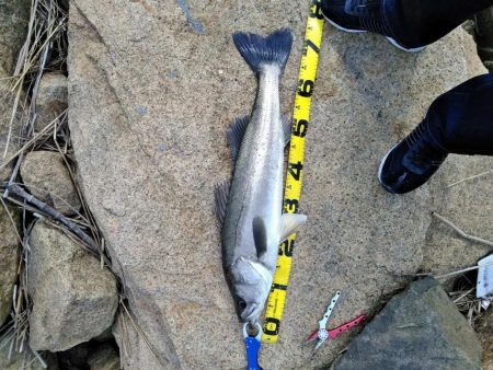 デイゲームで75ｃｍ