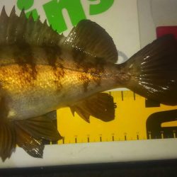 朝方メバリング