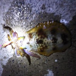 全てキロアップ