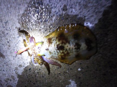 全てキロアップ