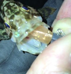 久々の微風ではあったものの