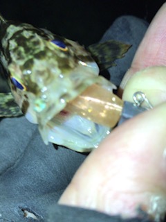 久々の微風ではあったものの