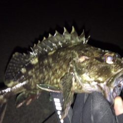 ボトムロックに癒されたメバリング