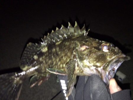 ボトムロックに癒されたメバリング