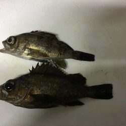 宇部岬にてメバリング！