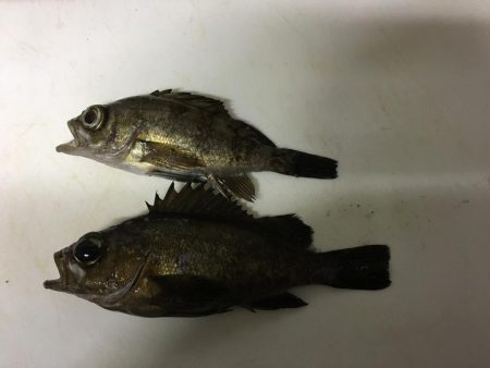 宇部岬にてメバリング！