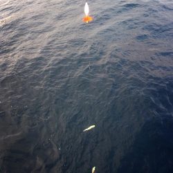 2週連続でヤリイカ☆