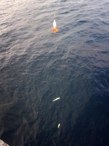 2週連続でヤリイカ☆