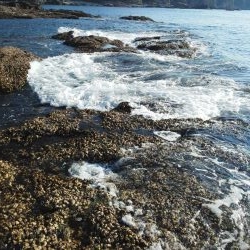 グレ・サンノジ・・渋いですよ！