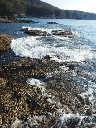 グレ・サンノジ・・渋いですよ！