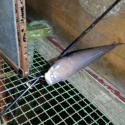 室内釣堀(フナ6匹)