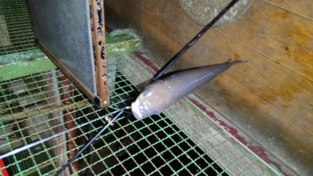 室内釣堀(フナ6匹)