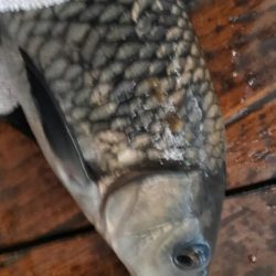 室内釣堀(鯉1匹、フナ6匹)