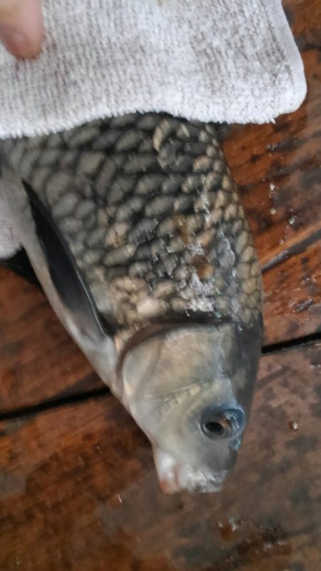 室内釣堀(鯉1匹、フナ6匹)